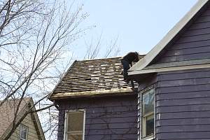 Roof_20150415_038.JPG