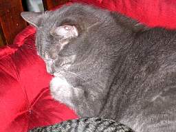 web_cps00421_1280.jpg