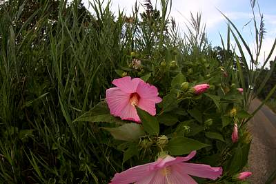 JP_20120825web1572.JPG